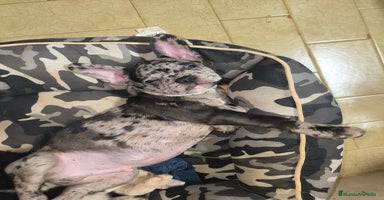 Bulldog Francés perros Último bulldog francés!! - Anuncio 1