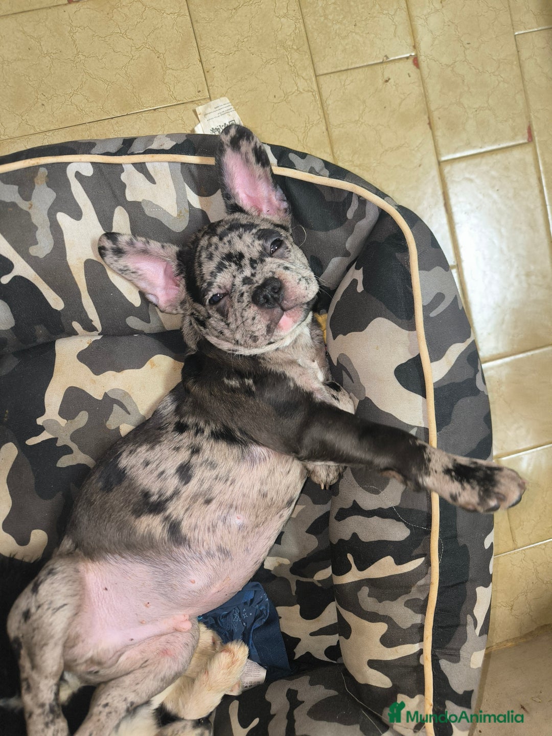 Bulldog Francés perros en venta: Último bulldog francés!! - Anuncio 3