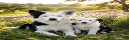 Border Collie perros en venta: Border collie  - Anuncio 1