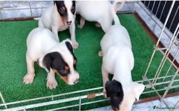 Ratonero Bodeguero Andaluz perros en venta: CAMADA BODEGUERO ANDALUZ BEBES - Anuncio 2