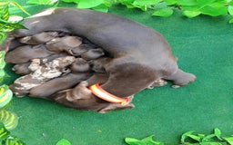 Teckel Miniatura perros en venta: Teckel miniatura  - Imagen 4