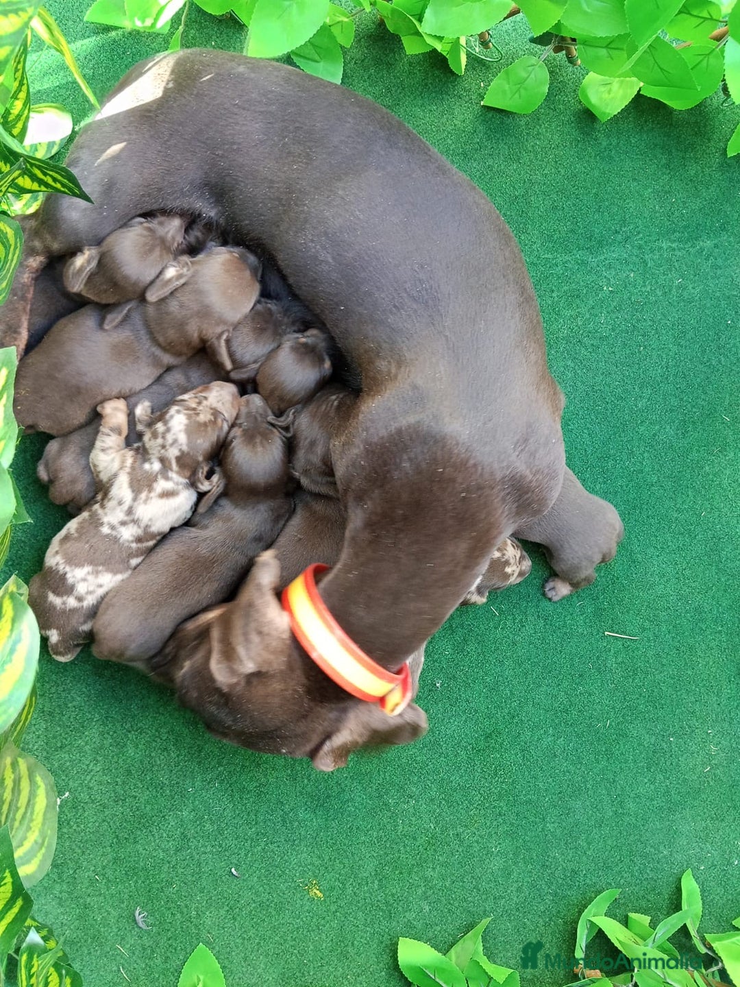 Teckel Miniatura perros en venta: Teckel miniatura  - Imagen 4