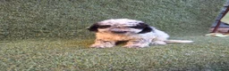 Perro de Agua Español perros en venta: Perro de aguas español - Anuncio 5