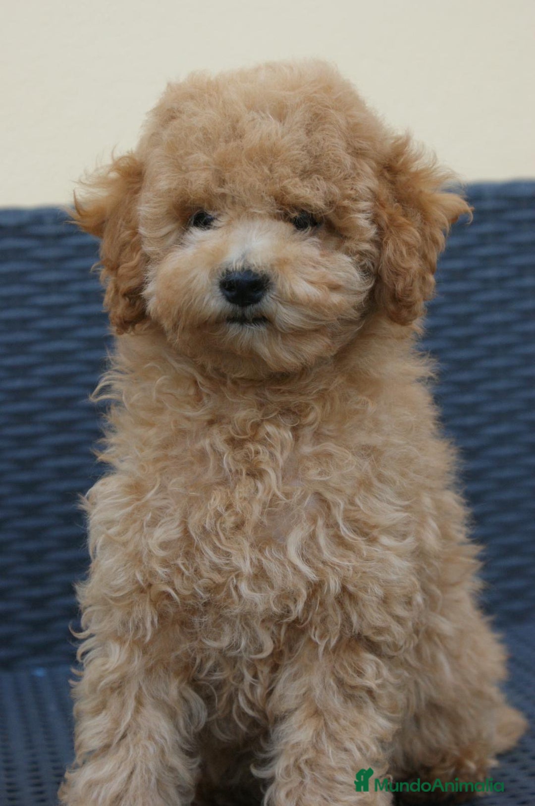 Caniche Toy perros en venta: CANICHES TOY - Anuncio 1