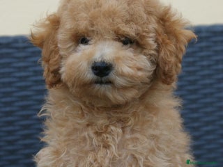 Caniche Toy perros CANICHES TOY - Anuncio 2