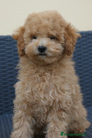 Caniche Toy perros CANICHES TOY - Anuncio 1