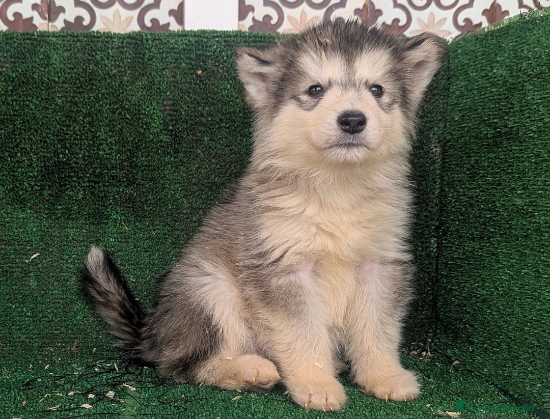 Alaskan Malamute perros en venta: Alaskan malamuten - Anuncio 4