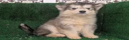 Alaskan Malamute perros en venta: Alaskan malamuten - Anuncio 4