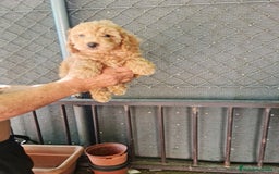 Caniche Toy perros en venta: Caniche toy - Imagen 7