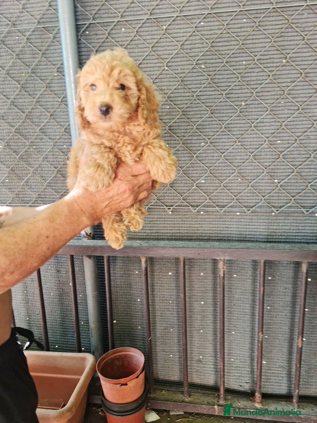 Caniche Toy perros en venta: Caniche toy - Imagen 7