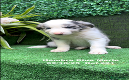 Border Collie perros en venta: Border Collie hembra Blue Merle - Anuncio 12