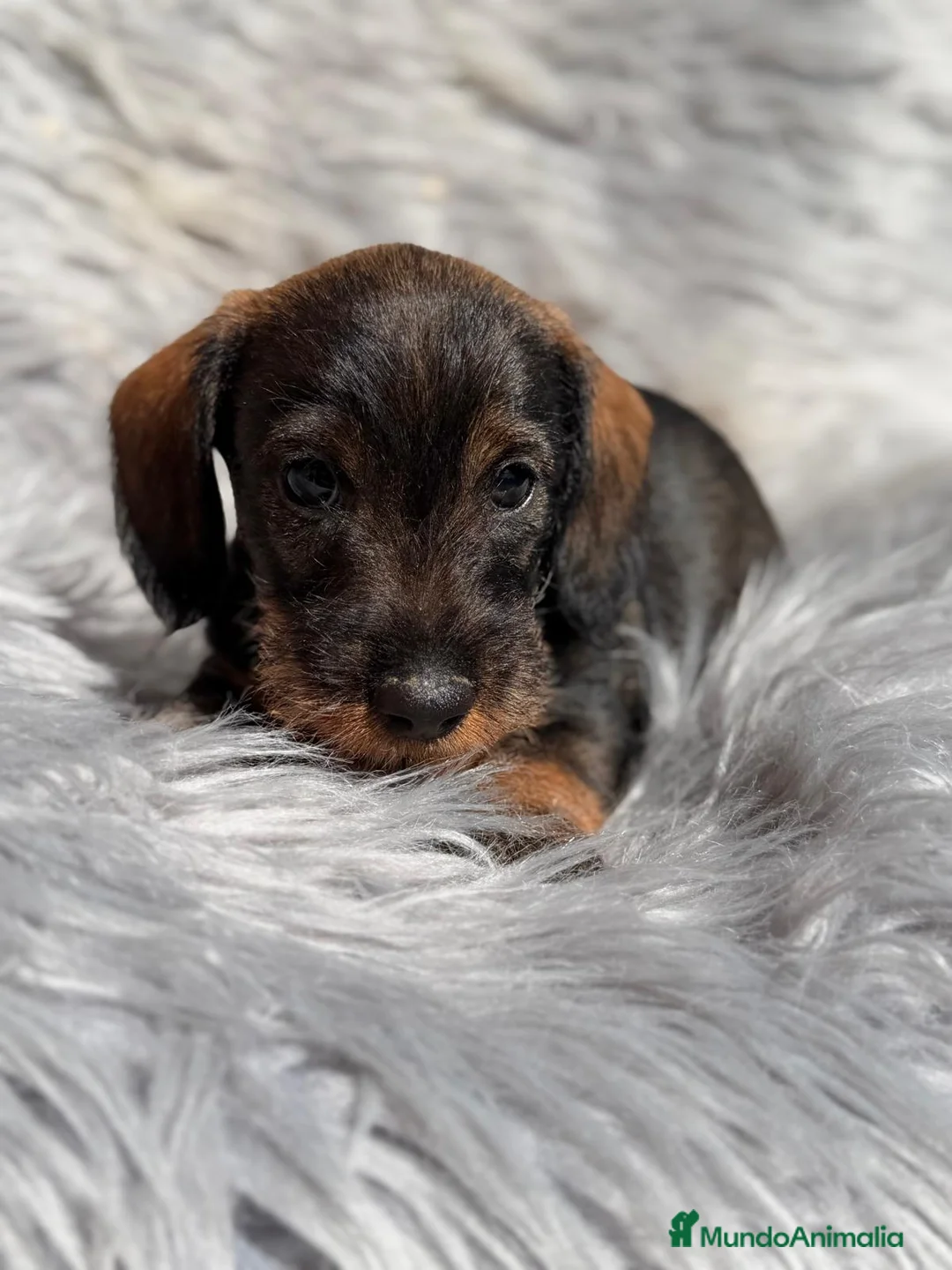 Teckel Miniatura perros en venta: TECKEL MINIATURA PELO DURO - Anuncio 2