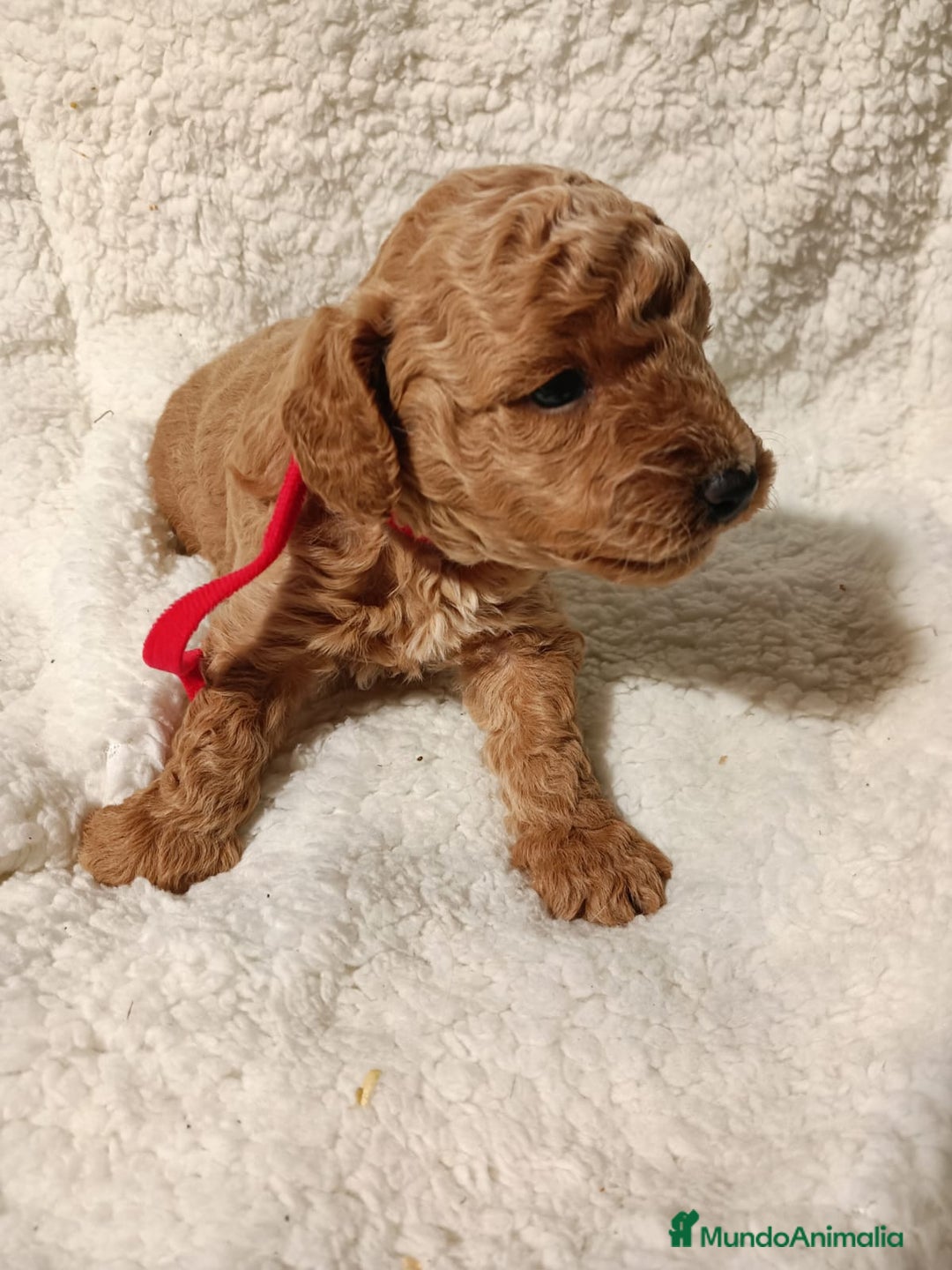 Caniche Toy perros en venta: caniche toy - Anuncio 2