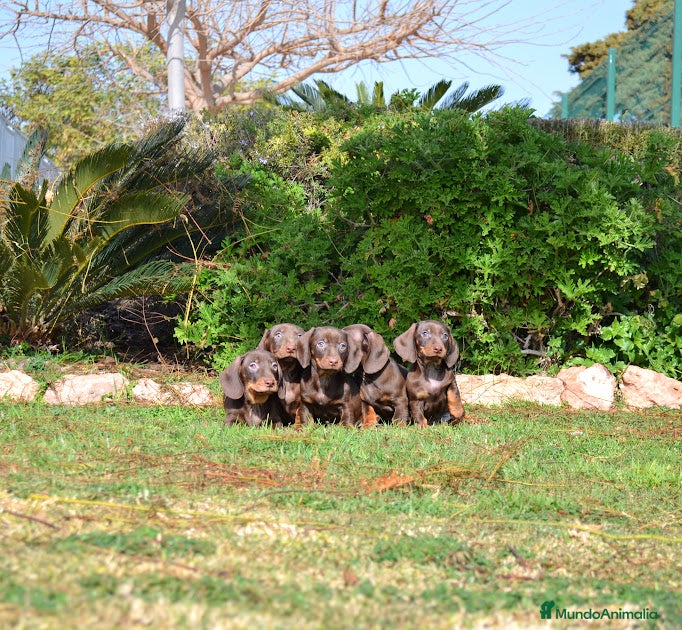 Teckel Miniatura perros TECKEL MINIATURA - Anuncio 1