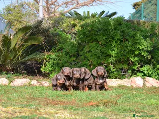 Teckel Miniatura perros TECKEL MINIATURA - Anuncio 3