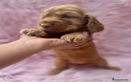 Cocker Spaniel Inglés perros en venta: COCKER SPANIEL INGLÉS HEMBRA - Imagen 4