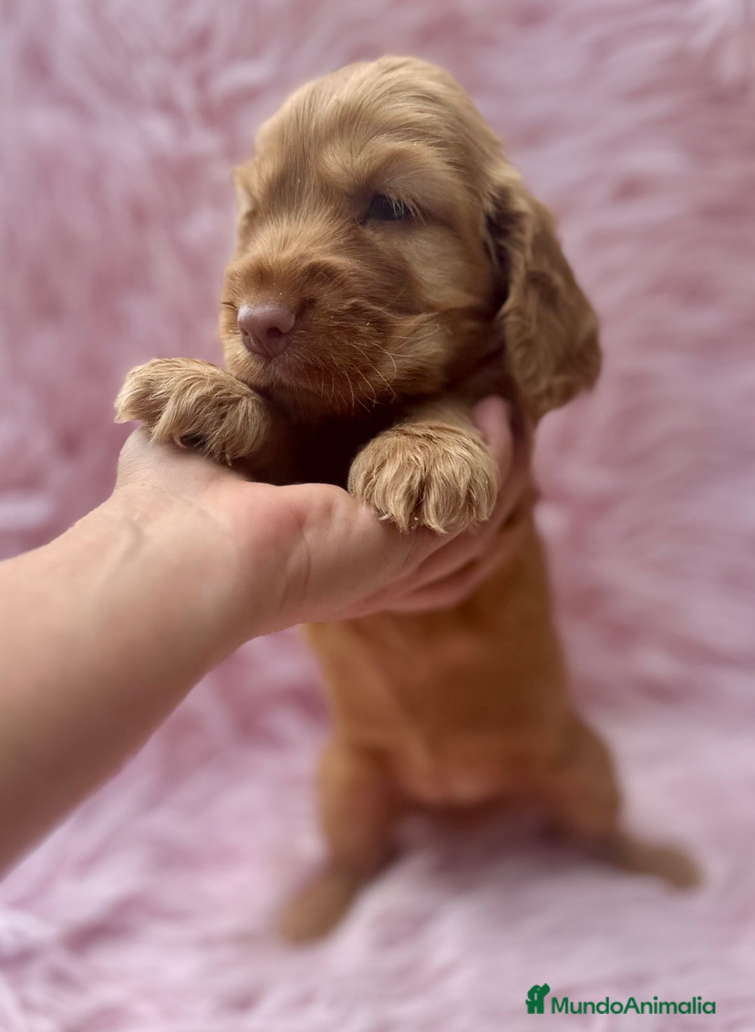 Cocker Spaniel Inglés perros en venta: COCKER SPANIEL INGLÉS HEMBRA - Imagen 4