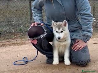 Husky Siberiano perros Preciosa camada husky siberiano - Anuncio 2