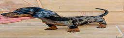 Teckel Miniatura perros en venta: Teckel miniatura - Anuncio 4