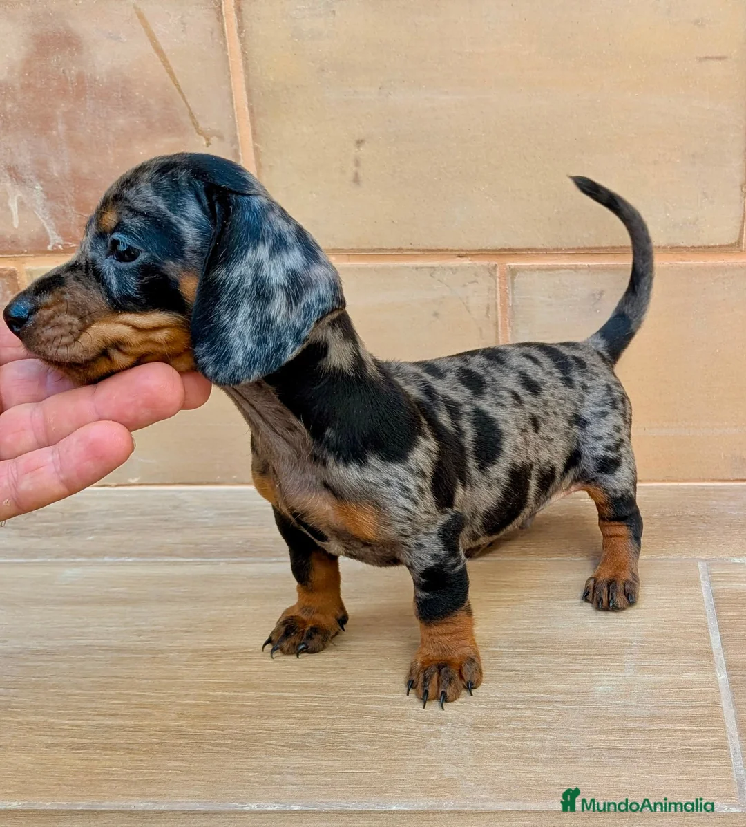 Teckel Miniatura perros en venta: Teckel miniatura - Anuncio 4