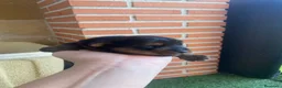 Yorkshire Terrier perros en venta: Yorkshire terrier de Prao Toro  - Anuncio 2