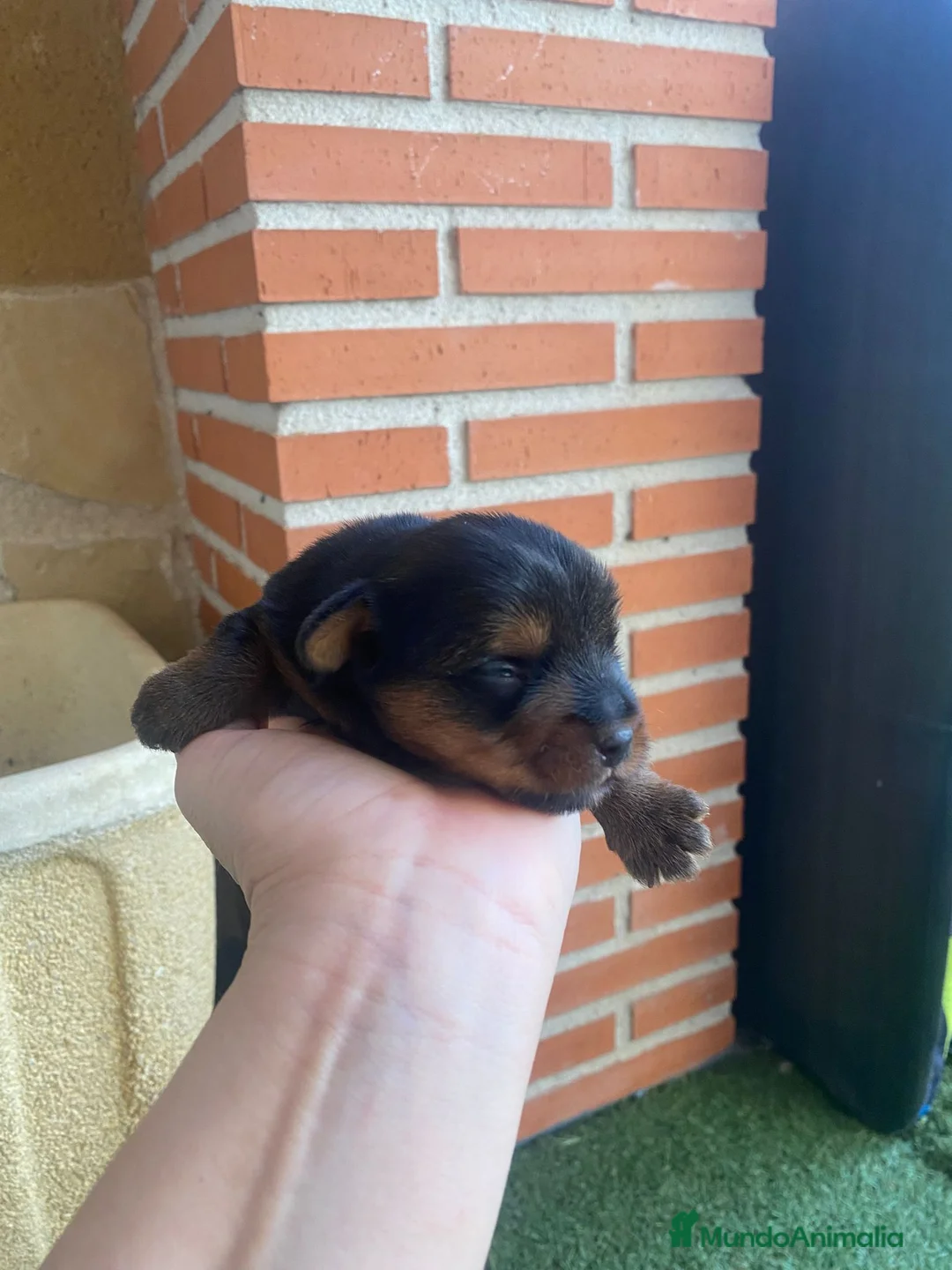 Yorkshire Terrier perros en venta: Yorkshire terrier de Prao Toro  - Anuncio 2