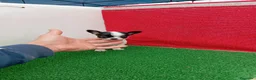Chihuahua perros en venta: PRECIOSOS CHIHUAHUA RUSO Y ASIÁTICO   - Anuncio 26