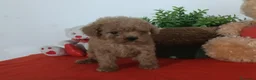 Caniche Enano perros en venta: Preciosos cachorros de caniche toy - Anuncio 2