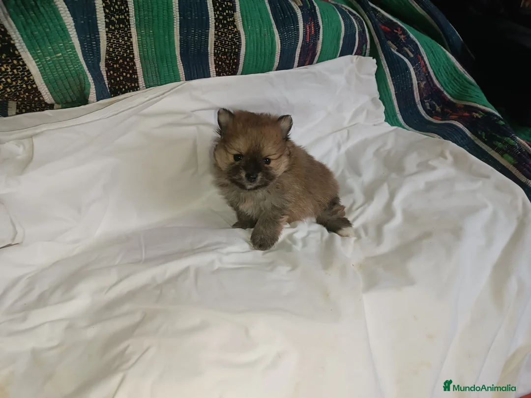 Pomerania perros en venta: POMERANIA CHIQUITINES MACHO Y HEMBRA - Anuncio 2