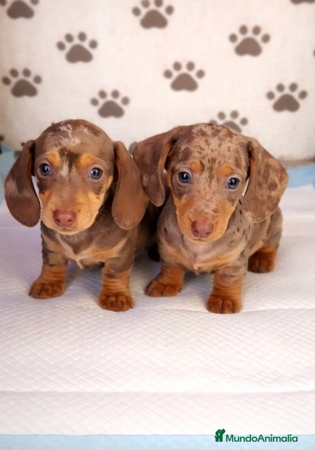 Teckel perros en venta: Teckel Kanichen  - Anuncio 1