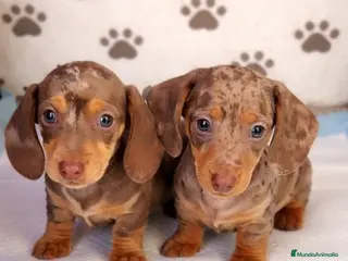 Teckel perros Teckel Kanichen - Anuncio 2