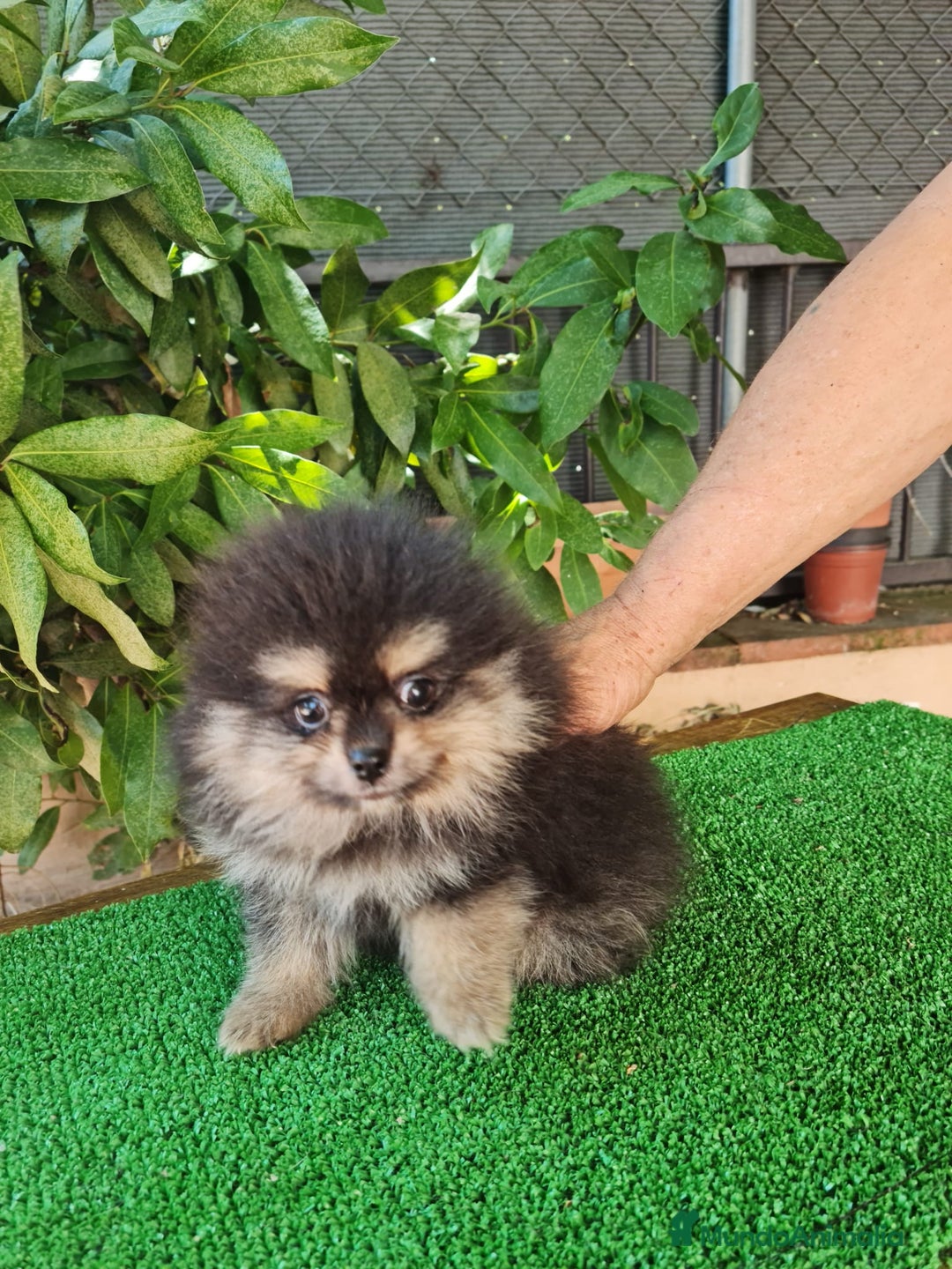 Pomerania perros en venta: Pomerania Toy  - Imagen 2