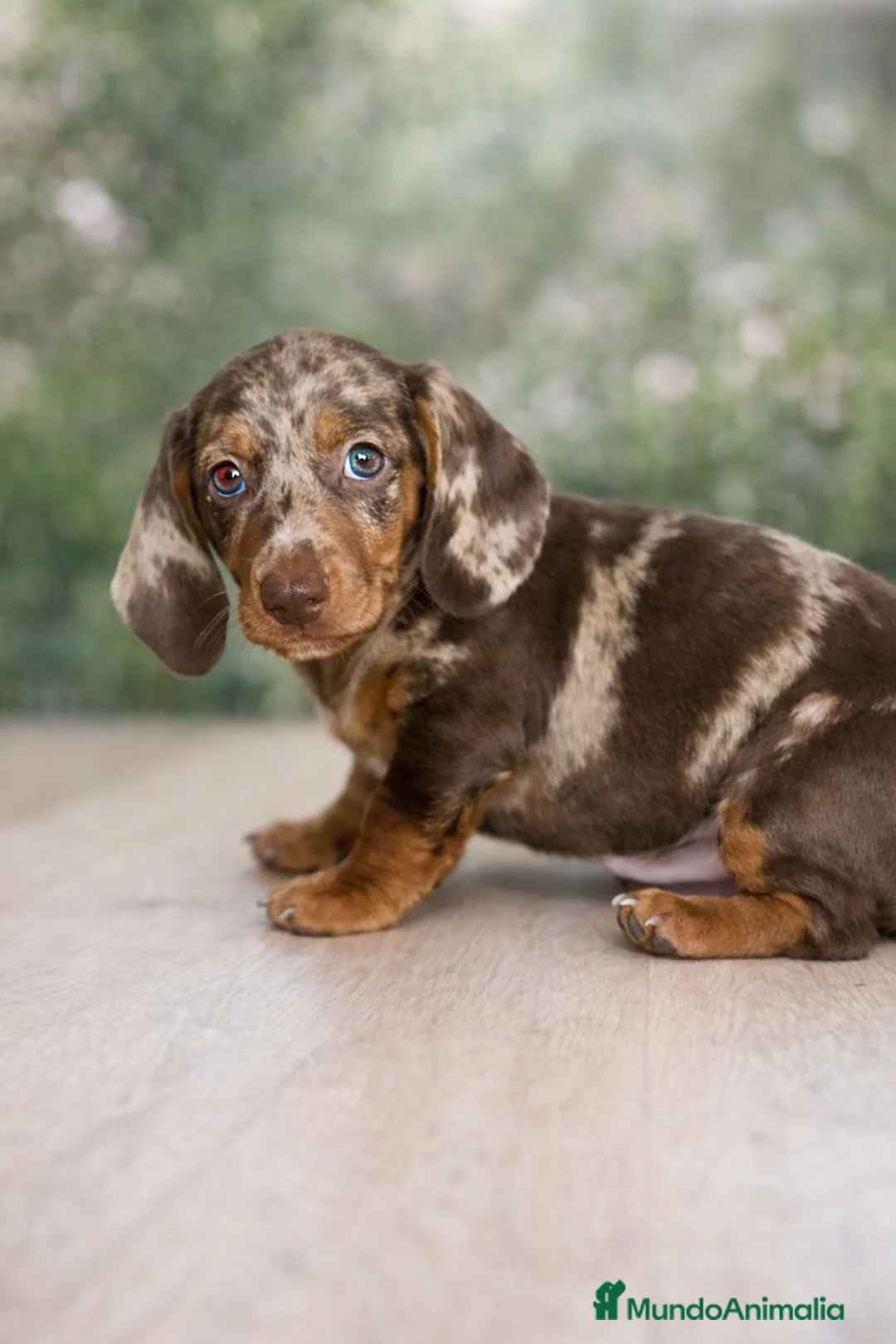 Teckel Miniatura perros en venta: Cachorro unico - Anuncio 1