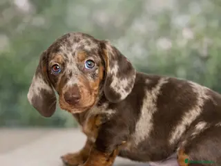 Teckel Miniatura perros Cachorro unico - Anuncio 1