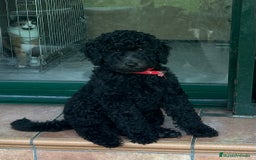 Caniche Gigante perros en venta: Caniche gigante  - Imagen 2