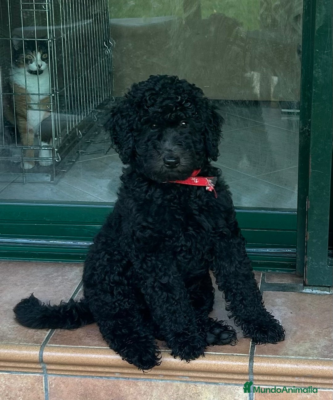 Caniche Gigante perros en venta: Caniche gigante  - Imagen 2