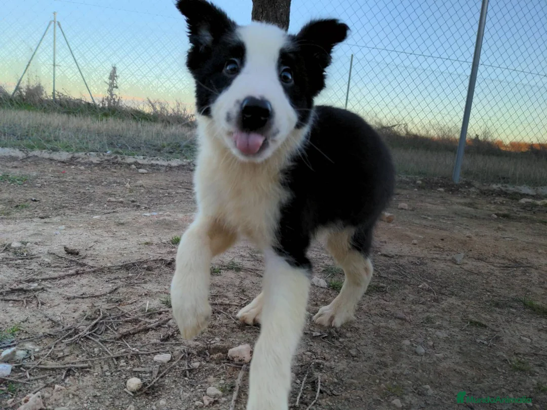 Border Collie perros en venta: Camada de border collie - Anuncio 12