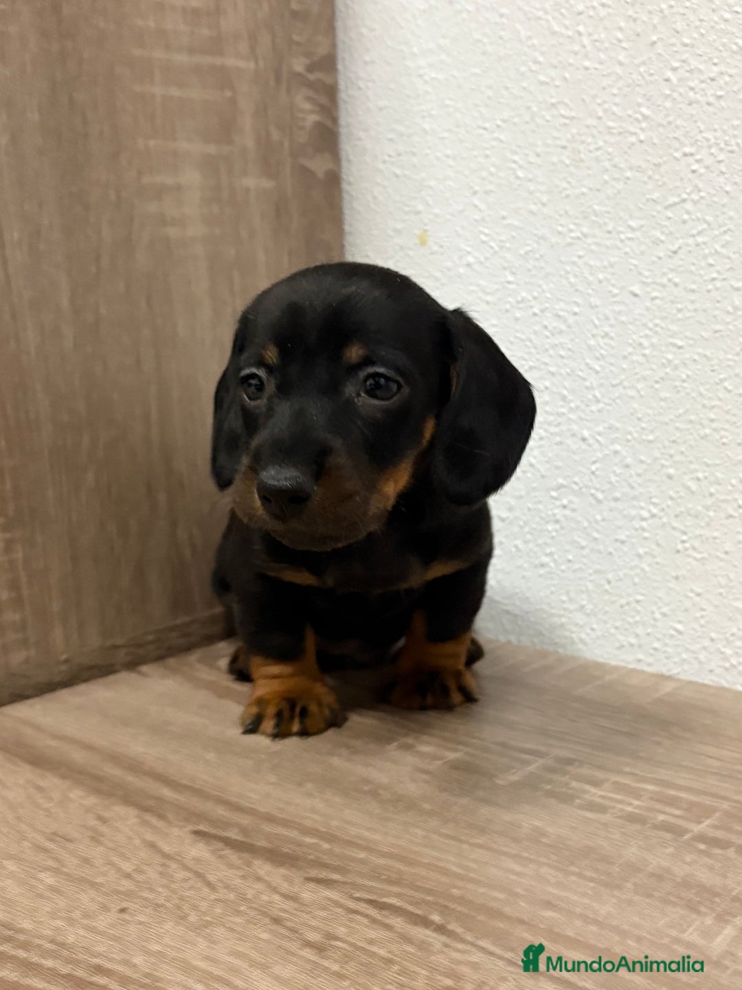 Teckel perros en venta: Cachorro teckel pelo fino - Anuncio 3