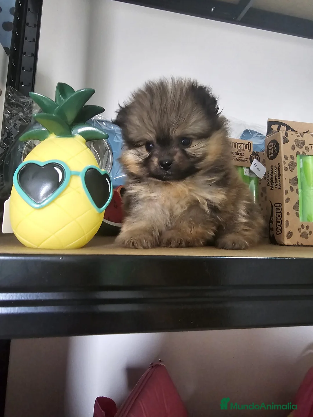 Pomerania perros en venta: CAMADA DE POMERANIA LINIA RUSA  - Anuncio 9