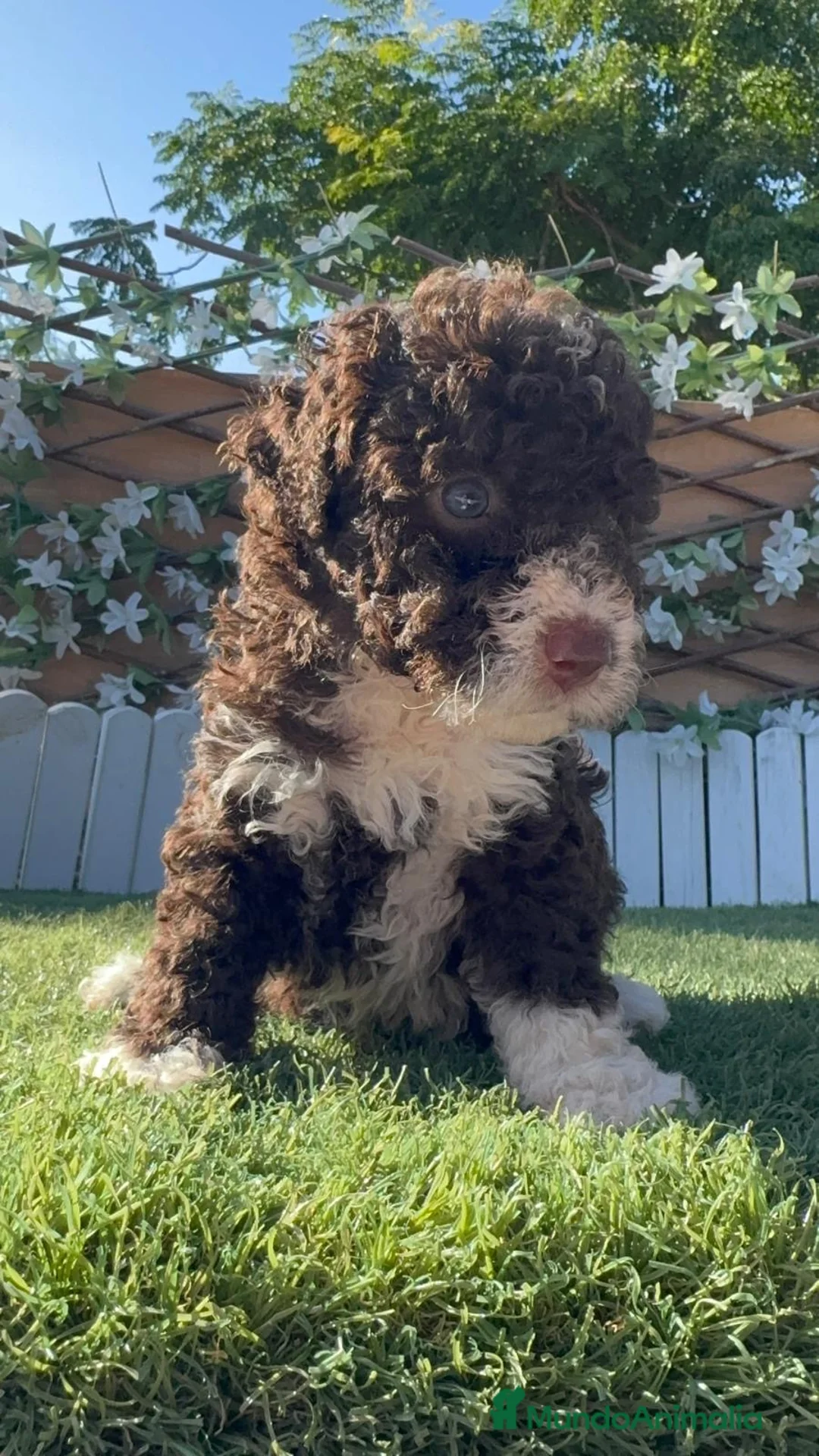 Perro de Agua Español perros en venta: PERRO DE AGUA ESPAÑOL HEMBRA - Anuncio 11
