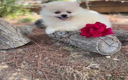 Pomerania perros en venta: Pomerania macho disponible  - Imagen 4