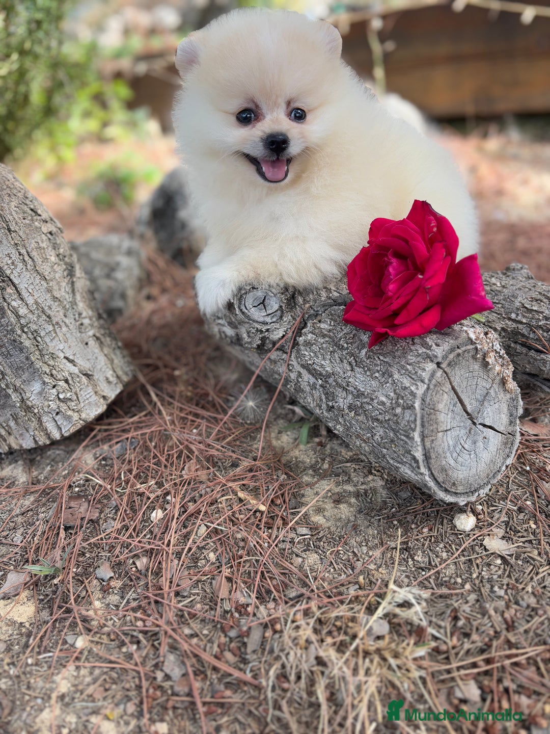 Pomerania perros en venta: Pomerania macho disponible  - Imagen 4