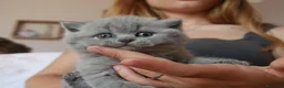 Británico de Pelo Corto Azul gatos en venta: 🐾 Gatitos British Shorthair Azules Exclusivos🐾 - Anuncio 14