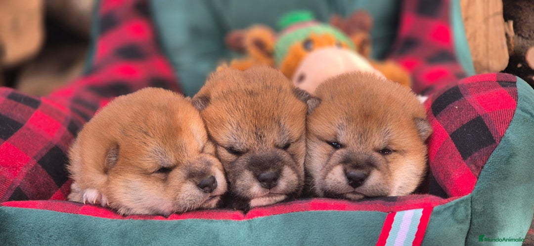 Shiba Inu perros en venta: Shiba Inu 😍 - Anuncio 2