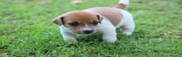 Jack Russell Terrier perros en venta: Jack Russell Juguetones Cachorros  - Anuncio 1