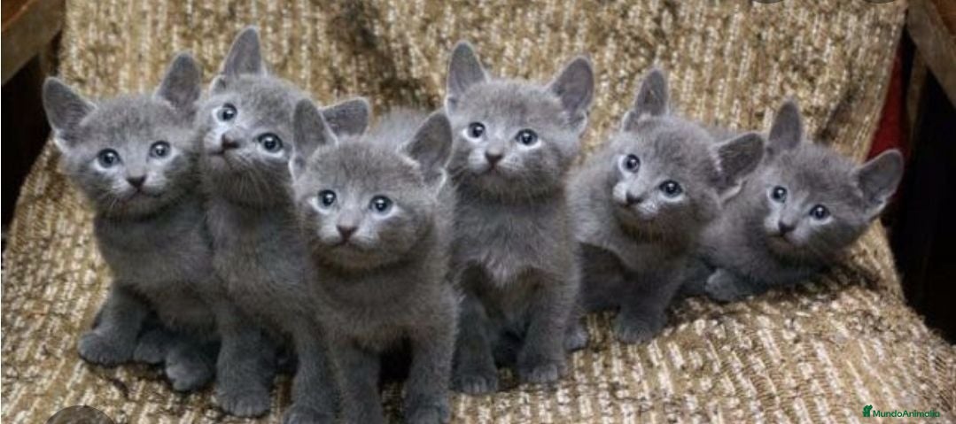 Azul Ruso gatos Azul ruso - Anuncio 2