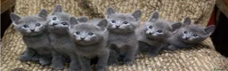 Azul Ruso gatos en venta: Azul ruso - Anuncio 1
