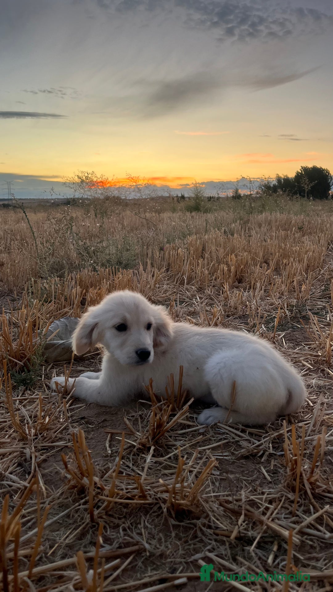 Golden Retriever perros en venta: Hembra de Golden Retriever  - Imagen 1