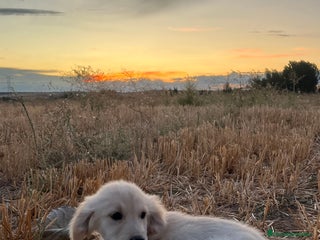 Golden Retriever perros - Anuncio 10