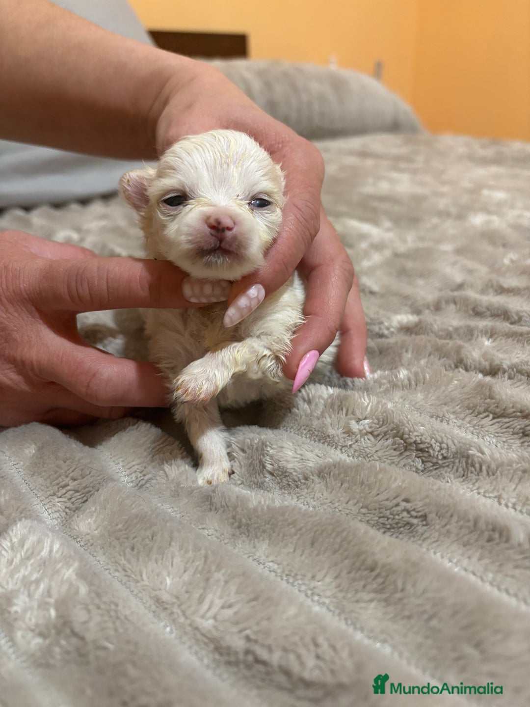 Pomerania perros en venta: Lulu Pomerania Toy party naranja hembra  - Anuncio 6